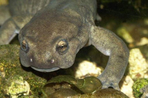 Semerechensky frogsubob - największy wśród rosyjskich tritonów