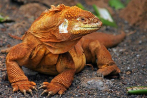 Sensacyjny przyszły gad! Sensacyjny przyszły gad!