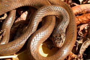 Sentcil rosyjski poloz Sentcil rosyjski poloz