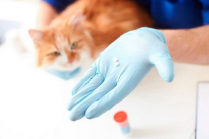 Seria dla kotów - co to jest i za to, co jest stosowane? Seria dla kotów - co to jest i za to, co jest stosowane?