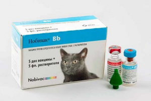 Seria szczepionek nobuck dla kotów - co lepiej do wyboru?