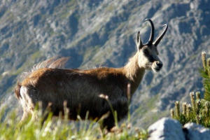 Serna - koza górska