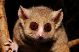 Gray mouse lemur, jest millerian lemur