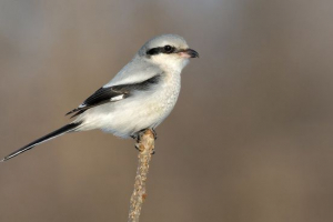 Szary sorokoput Szary sorokoput