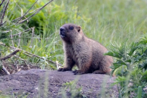 Szary liść Szary liść