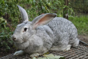 Szary gigant Szary gigant