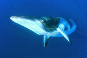 Północny finval - zestaw z piękną nazwą