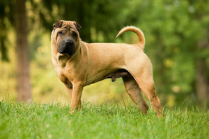 Sharpey: opis rasowy, znak, opieka, zdjęcia