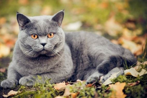 Kot chartres. Opis, funkcje, chartie chartres chartera i care and page Kot chartres. Opis, funkcje, chartie chartres chartera i care and page