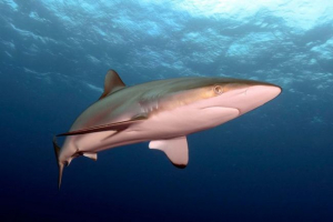 Silk shark Silk shark