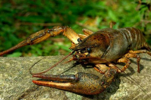 Struktura raka rzeki Struktura raka rzeki