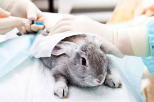 Dekoracyjne diagram szczepienia królika