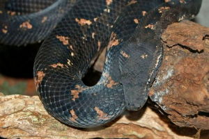 Szorstki świecznik lub lucky bade