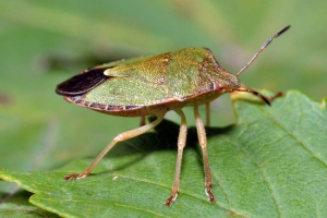 Drewniana koszula - zielony błąd Drewniana koszula - zielony błąd