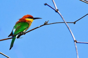 Puszki - merry rainbow ptahi Puszki - merry rainbow ptahi