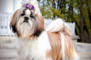 Shih tzu Shih tzu