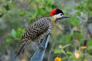 Schoglyous woodpecker - prome american pernaya pride