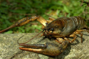 Szerokooki rak rzeki Szerokooki rak rzeki