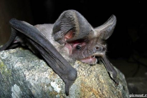 Wildlife folds: opis, funkcje i siedliska