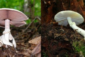 Podobieństwo i różnice bladego wąsów i szampin Podobieństwo i różnice bladego wąsów i szampin