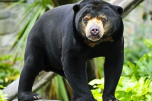 Szokujący film głodujących niedźwiedzi w zoo indonezji Szokujący film głodujących niedźwiedzi w zoo indonezji