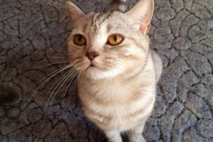 Scottish prosto cat (scottish brany): charakterystyka rasy