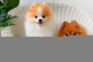 Spitz - wszystko o rasie Spitz - wszystko o rasie