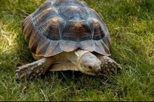 Szoku żółw Szoku żółw