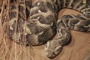 Hałaśliwy żmija - trujący i głośny wąż Hałaśliwy żmija - trujący i głośny wąż