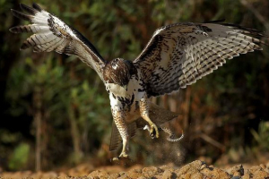 Walki bitwy i węża: pazury przeciwko trucizie