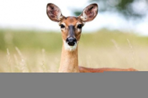 Siberian roe Siberian roe