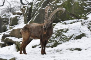 Siberian mountain goat Siberian mountain goat