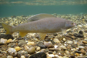 Syberyjski harius: foto fish