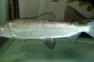 Sig: salmon rodziny ryb