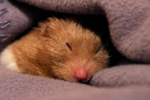 Objawy i leczenie chorób oczu w chomikach