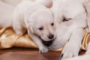 Objawy przybliżenia i procesie porodu u psów Objawy przybliżenia i procesie porodu u psów