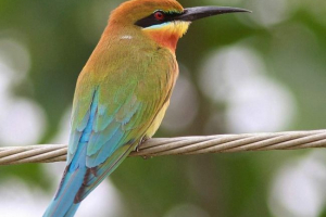 Sinekhvosta czysta - kolorowy, szczupły ptak