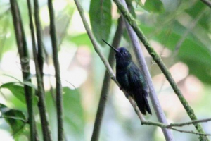 Silent lanceclus - hummingbird Silent lanceclus - hummingbird