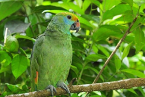 Sineshka amazon w przyrodzie iw niewoli Sineshka amazon w przyrodzie iw niewoli