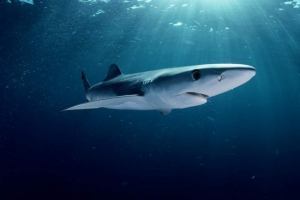 Niebieskie zwierzęta: niebo kolor fauny Niebieskie zwierzęta: niebo kolor fauny