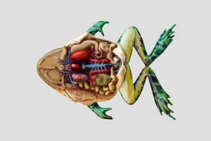 Systemy organów zwierząt