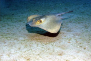 Skat morski kot lub łyżwy ogon