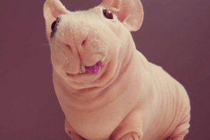 Chudy (świnka morska) Chudy (świnka morska)