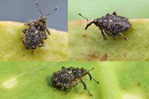 Historia. Styl życia tego beetle Historia. Styl życia tego beetle