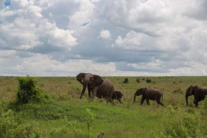 Słoń kłócił się z bawołem w rezerwacie afrykańskim