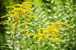 Złoty kanadyjczyk Złoty kanadyjczyk