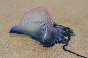 Deadly jellyfish attack british beaches