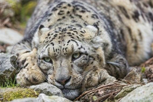 Pantera śnieżna. Siedlisko i styl życia lampartu śnieżnego