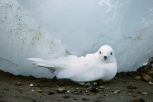 Snow petrel - ten, który nie boi się zimna