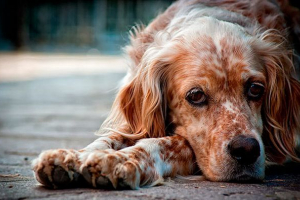 Dog skulustitis: możliwe przyczyny i sposoby rozwiązywania problemu Dog skulustitis: możliwe przyczyny i sposoby rozwiązywania problemu